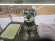 マスター☆( *｀ω´)