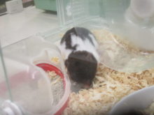 ホリホリ(｀・ω・´)