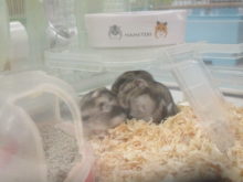 おやすみ(´ω`)✿