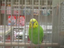 見てる…!!(＠_＠)