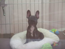 フレブルちゃん(*^ω^*)