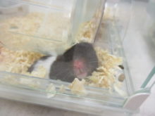 起きる時間(*´∀｀)