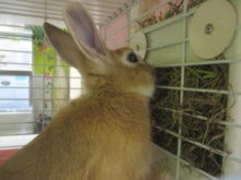 プクプク(*^ω^*)