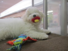 バブちゃん(´・ω・｀)