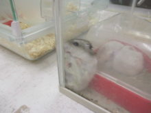 アチャー(ﾉ∀`)