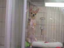 スムチくん(´>ω∂`)