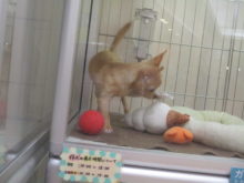 選ばれたのは・・・(*´ω｀*)