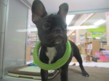 パチパチ(＾▽＾)