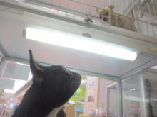 ども〜(   ¯꒳¯ )ﾉ