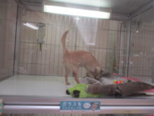 も〜〜〜┐(´ー｀)┌