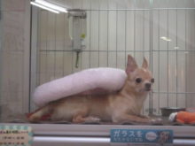 カメの気分(´-ω-`)