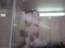 ピンクの肉球(๑╹ڡ╹)╭ ～ ♡