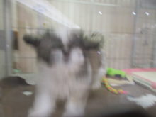 テンション( *｀ω´)