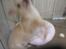 ｼｭﾊﾞｯ =͟͟͞͞ (    ˙꒳​˙)