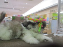 似合う(￣▽￣)