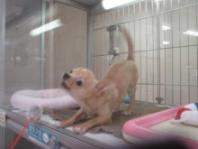 じゃらし(*ﾟ∀ﾟ*)