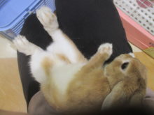 ぐでーん(*´∀｀)