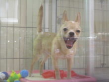 スティッチヽ(´▽｀)/