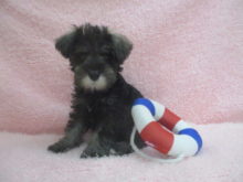 新メンバー(^-^)/