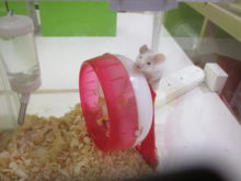 登るマウスくん（＾∇＾）