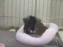 眠くないヨ( _  _)