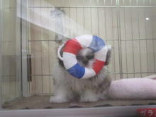 ミャクミャク(*´∀｀*)