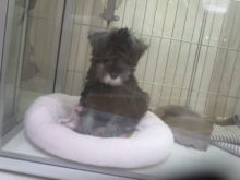 シャンプー.。o○(^-^)