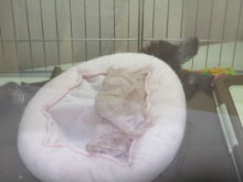 敗北？(￣▽￣;)