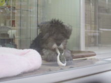 おじさん??(　´灬`　)