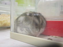 ハムちゃん紹介(*ﾟ▽ﾟ*)