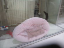 しっぽ( ´ ▽ ` )ﾉ