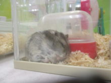 半分、眠い(｡-_-｡)