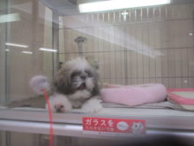 (,,ﾟДﾟ) ｶﾞﾝﾊﾞﾚ!!