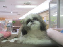 可愛いよ(っ´ω`c)♡