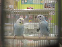 よく見ると(๑╹ω╹๑ )