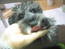 シュナちゃん(*´ω｀*)