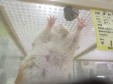 知ってる(。-∀-)☆