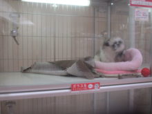 オイィ:(；ﾞﾟ’ωﾟ’):