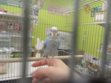 手乗り•᷄ɞ•᷅