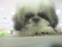 シーちゃん(´ω`)