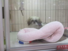 グワングワン(´･д･`)