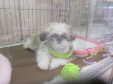 スッポリ(　 Д )　⊙ ⊙