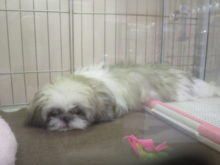 ツチノコ!?(*ФωФ)