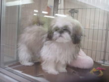 シーちゃんo(^▽^)o