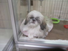 ワンコは おねむ(｡-_-｡)