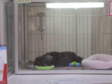 寝姿集_(:3 」∠)_