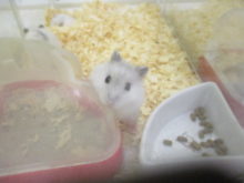 猫の譲渡会(=‘ω‘=)