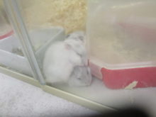 ハムちゃん②( ´ ▽ ` )