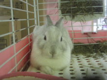 モチ感( *･ω･)σ