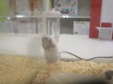 ムキムキ（`･ω･´）